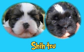 Shih tzu