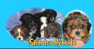 Shih tzu Hybrid