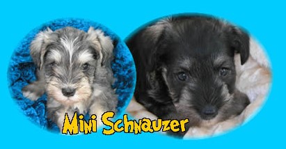 Mini Schnauzer